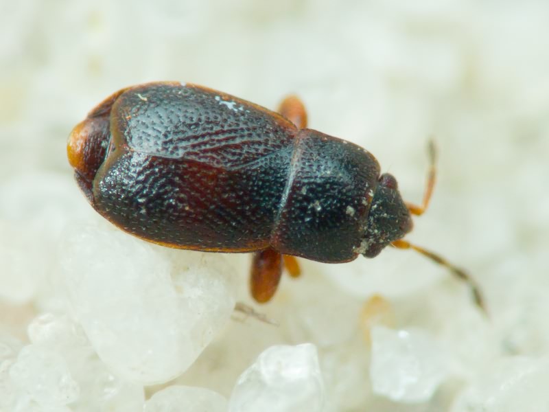 Plinthisus pusillus (Scholtz, 1847)